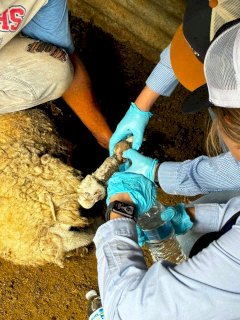 Intensifican barrido contra el Gusano Barrenador en Parral