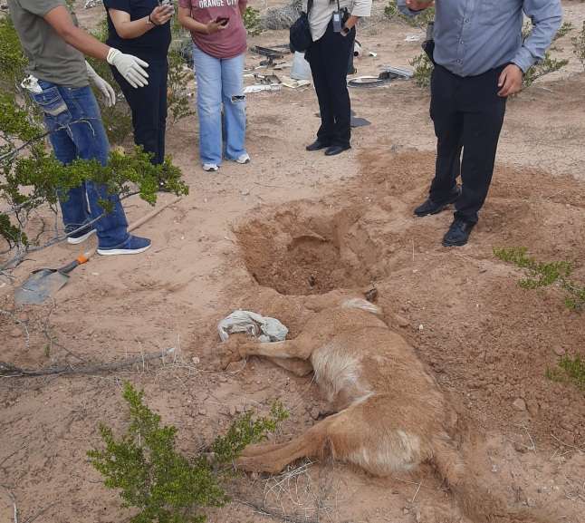 Registran tres casos de crueldad animal en una semana