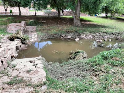 Advierten peligro para mascotas por agua contaminada durante lluvias 