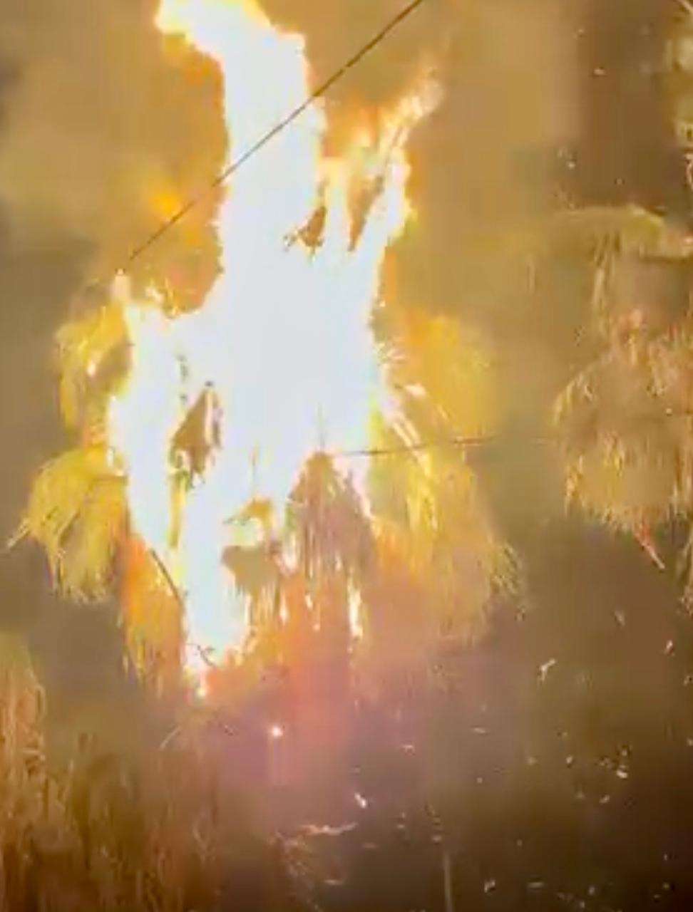 Incendio en palmeras provoca daños en cableado de alta tensión en San Antonio