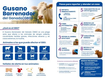 Promueven medidas preventivas ante Gusano Barrenador del Ganado