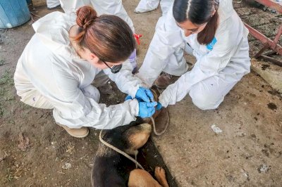 Confirma Senasica 11 casos de gusano barrenador en Chihuahua 