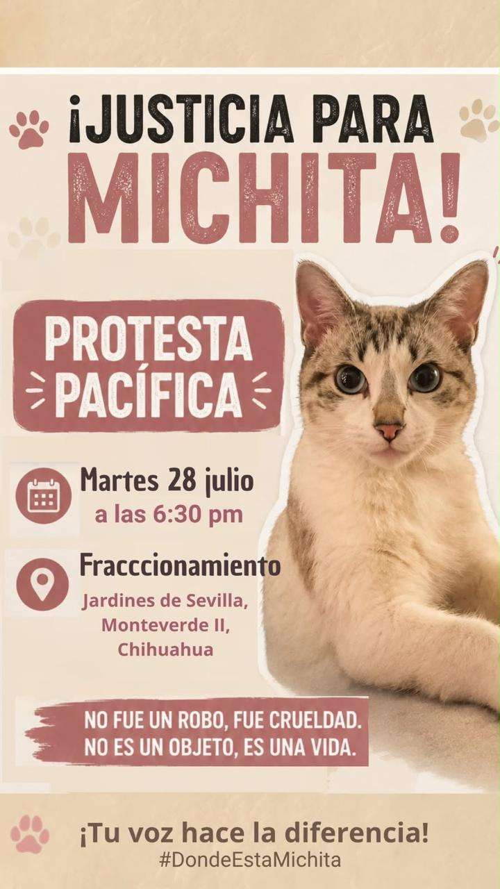 Respalda Municipio denuncia por robo de la gata Michita 