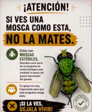 Difunden campaña para proteger moscas estériles en Chihuahua