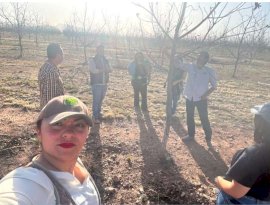 Impulsa Uach investigación para la productividad del nogal pecanero 