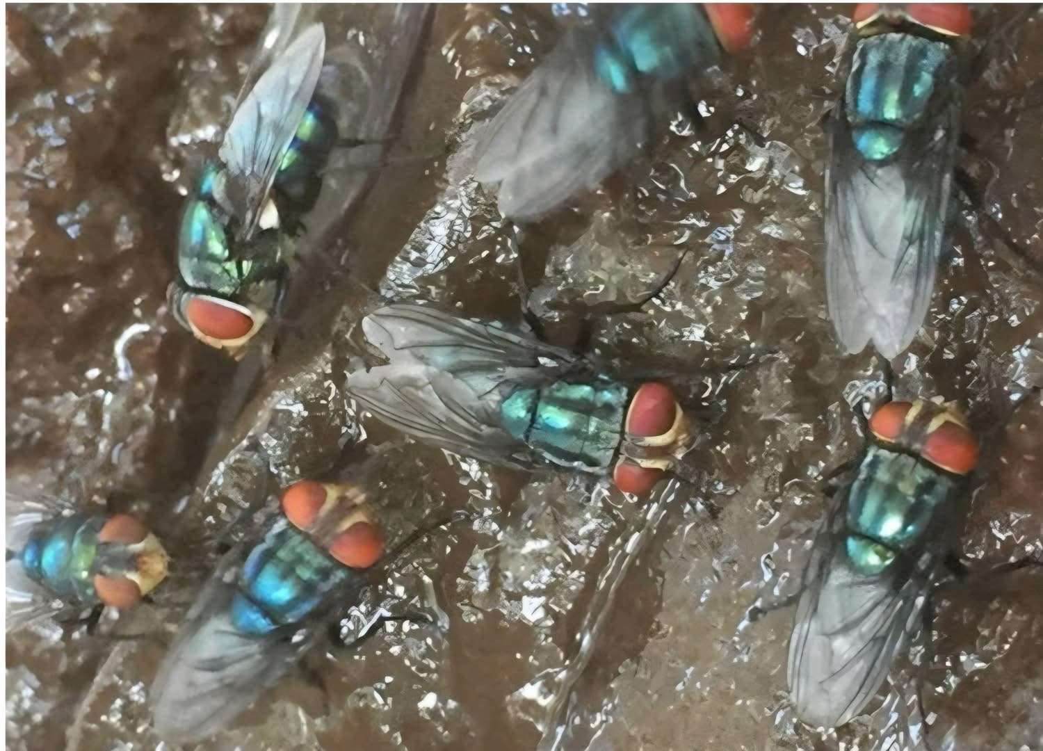 Dispersan moscas estériles para frenar gusano Barrenador