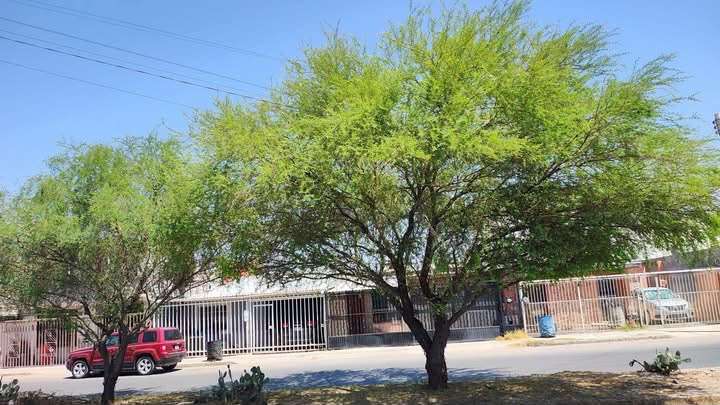 Transforman vecinos su colonia con árboles nativos