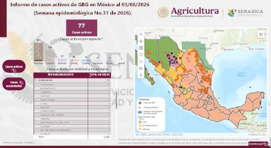 Suben a 77 los casos de gusano barrenador en Chihuahua