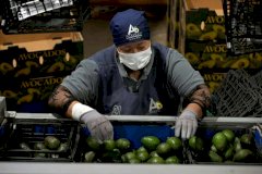 Suspende Estados Unidos importaciones de aguacate por violencia en México 