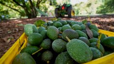 Reanuda EU parcialmente comercio de aguacate en Michoacán 