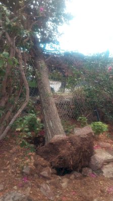 Atiende bomberos dos reportes de árboles caídos por fuertes vientos