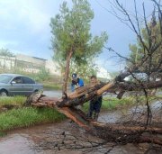 Atienden reportes por árboles derribados por fuertes vientos en Delicias 