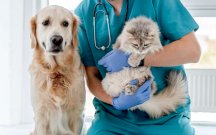 Piden certificado contra gusano barrenador a mascotas provenientes de EU