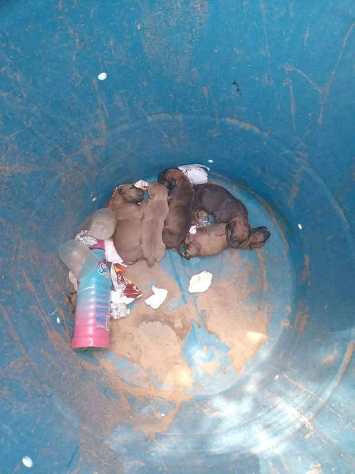 Denuncian abandono de cachorros en fraccionamiento Papigochi