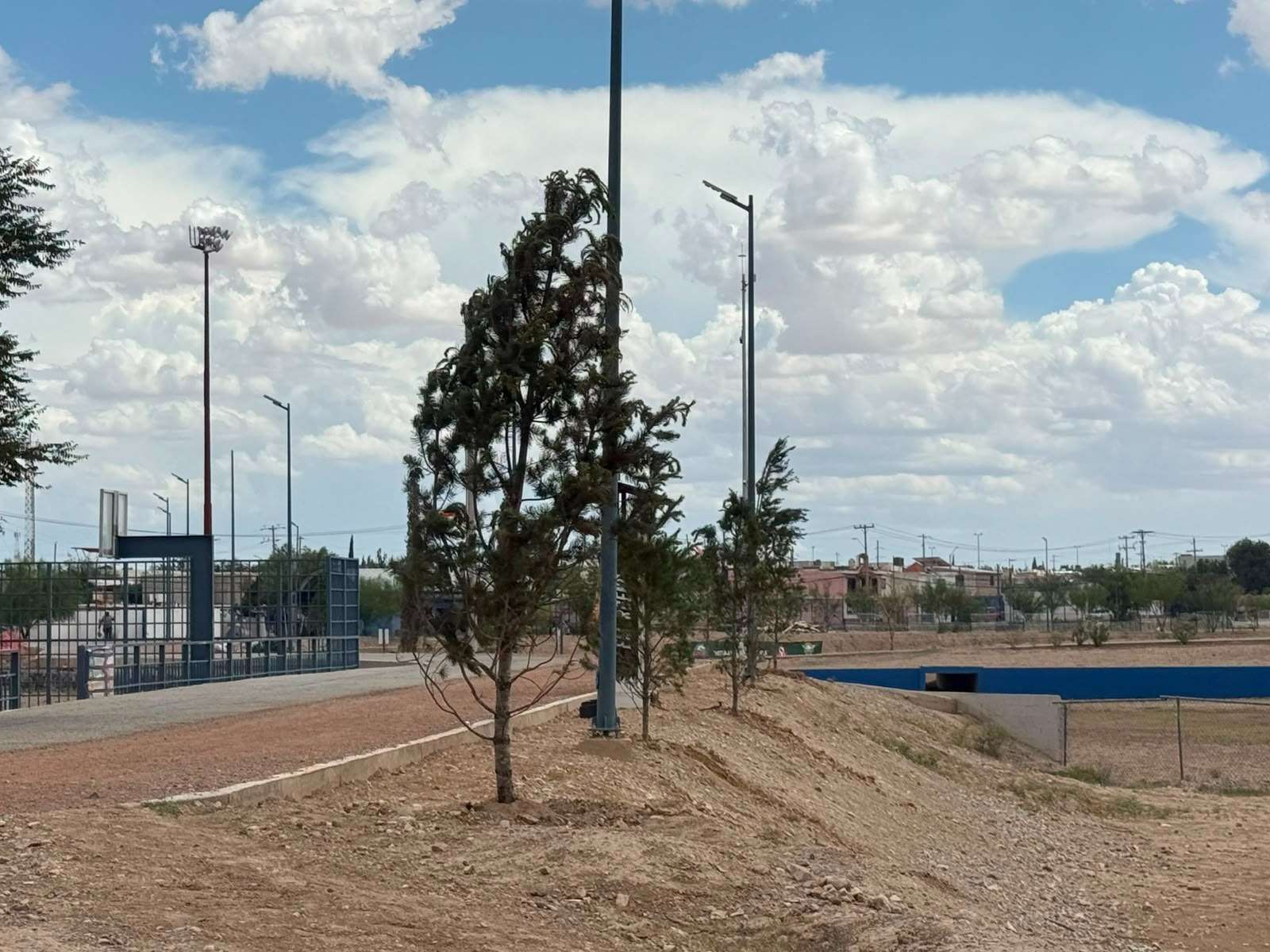 Inicia Parque Central plantación de 120 pinos piñoneros