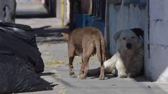 Con multas promueven cultura de la legalidad hacia los animales