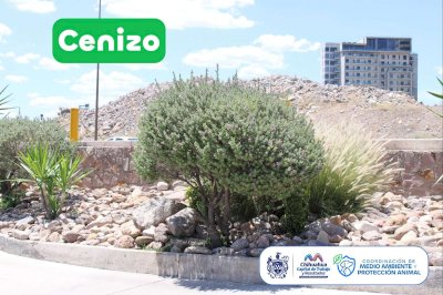 Promueven árboles y plantas adaptados al clima de Chihuahua 
