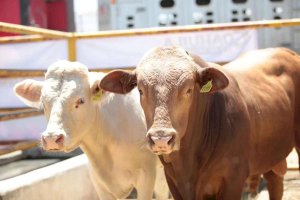Bajan a 74 los casos activos de gusano barrenador en Chihuahua