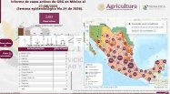 Disminuyen a 57 los casos de gusano barrenador en el estado