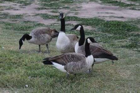 Llegan al Parque Central gansos canadienses 