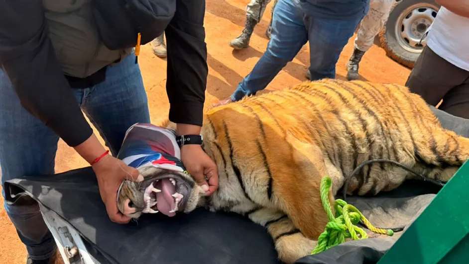 Rescatan en Michoacán a dos tigres de Bengala deshidratados
