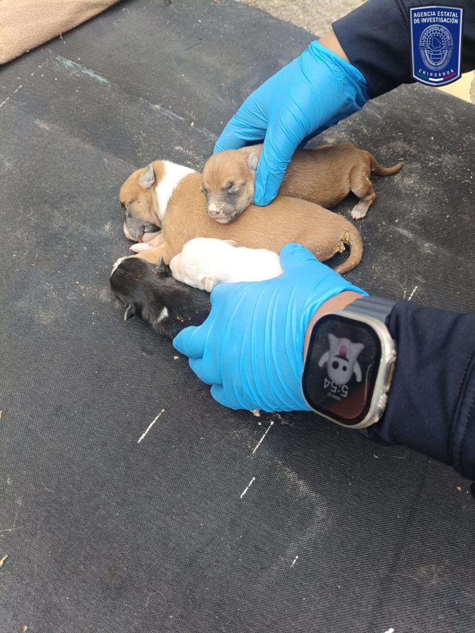 Rescatan a más de 100 animales en situación de maltrato durante julio y agosto