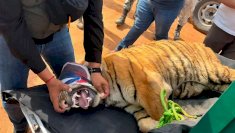 Rescatan en Michoacán a dos tigres de Bengala deshidratados 