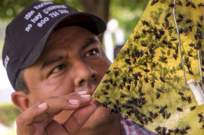 Bajan 71% los casos activos de gusano barrenador en Chihuahua