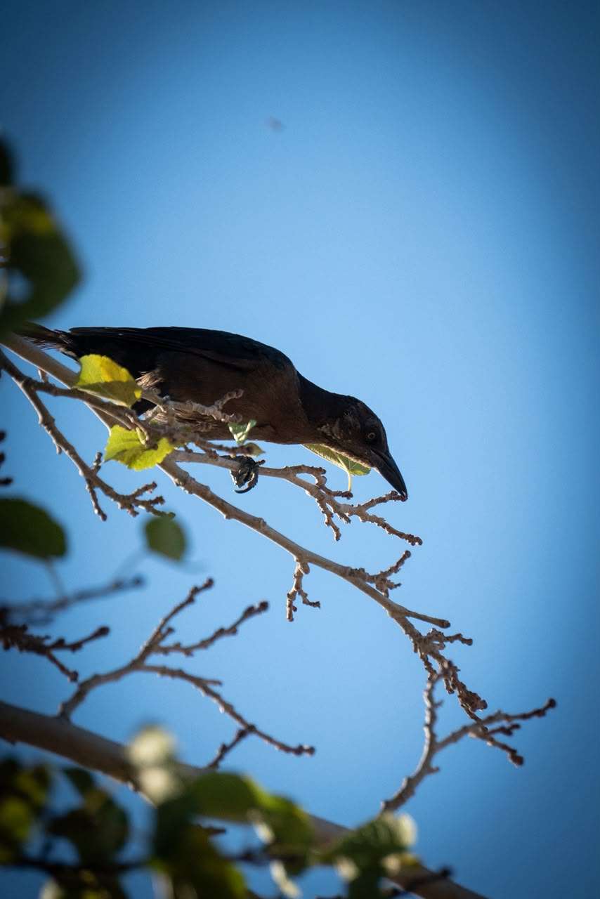 Identifican juarenses aves migratorias en el Parque Central