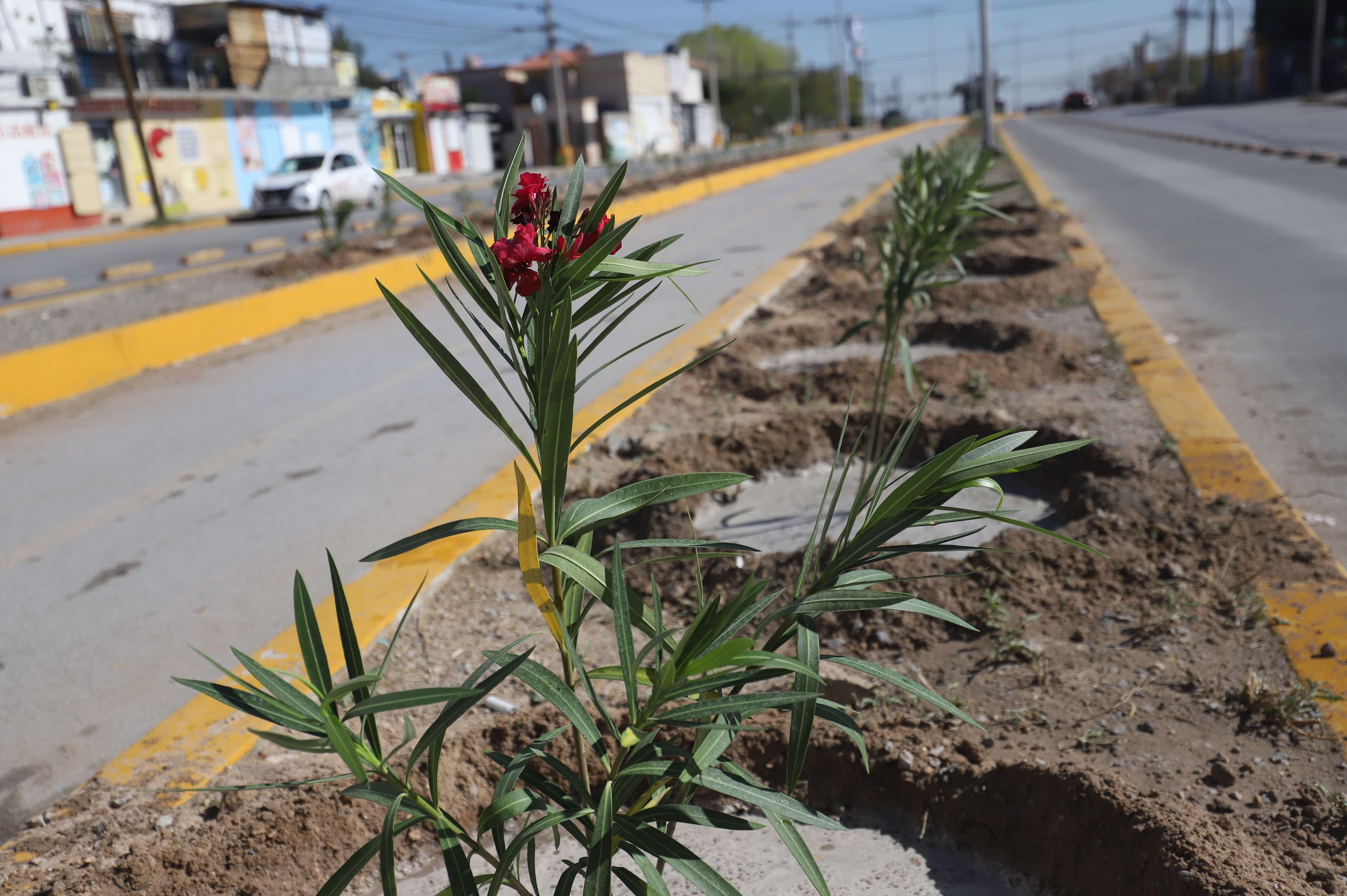 Plantan 250 rosa laureles en el bulevar Zaragoza