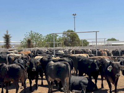 Celebra SDR reapertura de exportación de ganado a EU 