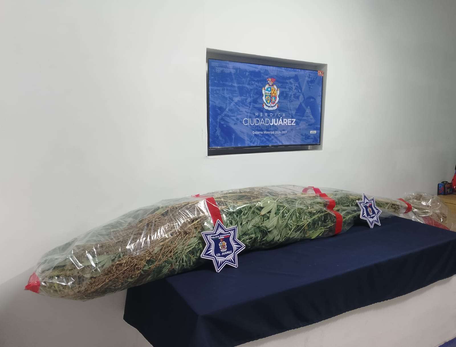 Aseguran cultivo de mariguana en Las Haciendas