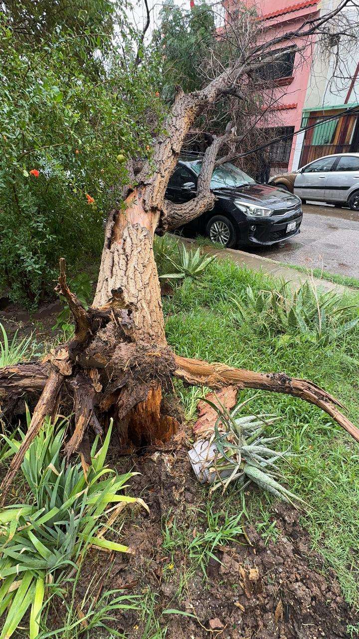Lluvias derriban árbol y cae sobre automóvil estacionado 
