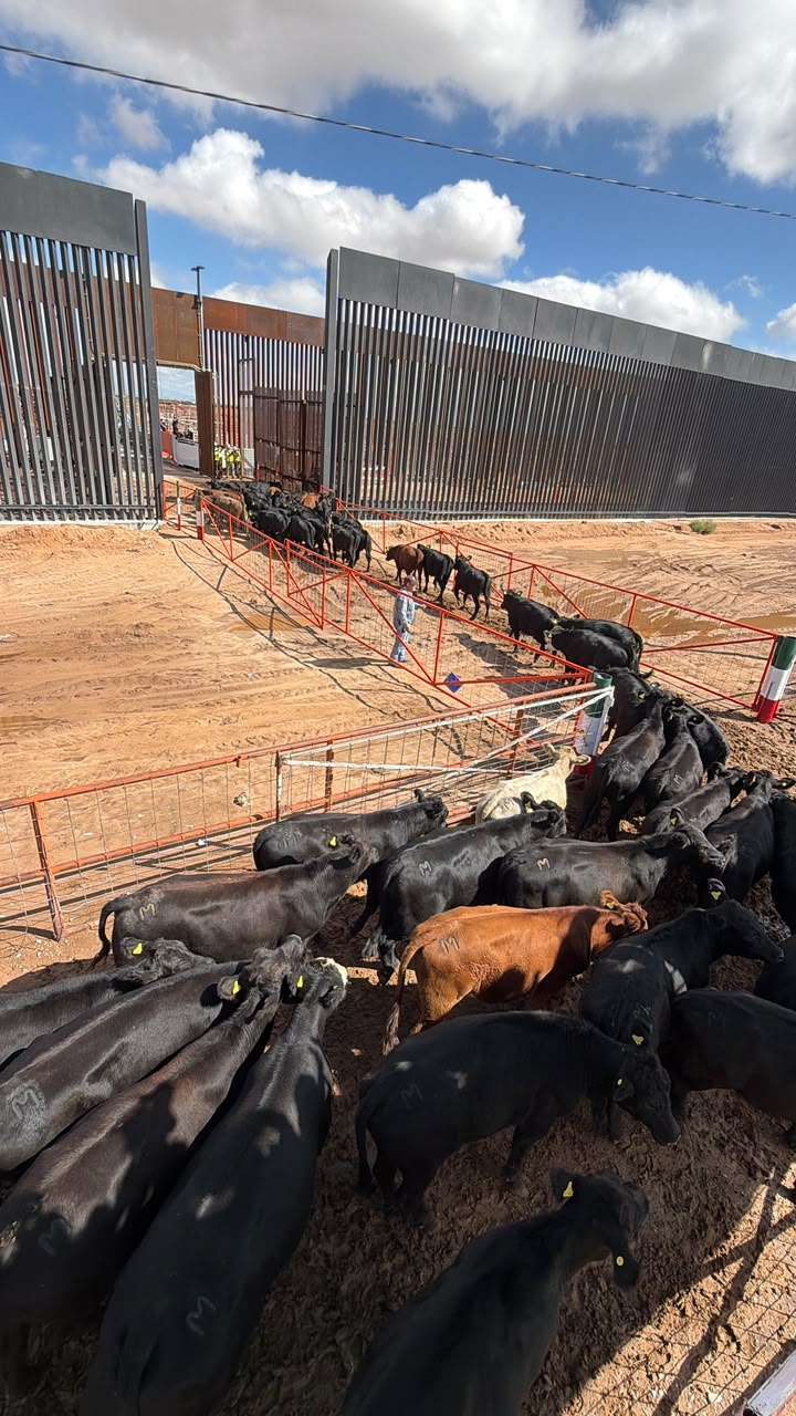 Reanuda Chihuahua exportación de ganado a EU por San Jerónimo - Santa Teresa