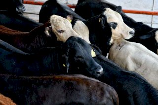Reanuda Chihuahua exportación de ganado a EU 