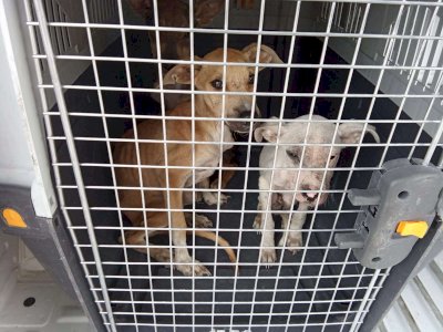 Resguardan a tres cachorros por presunto maltrato animal