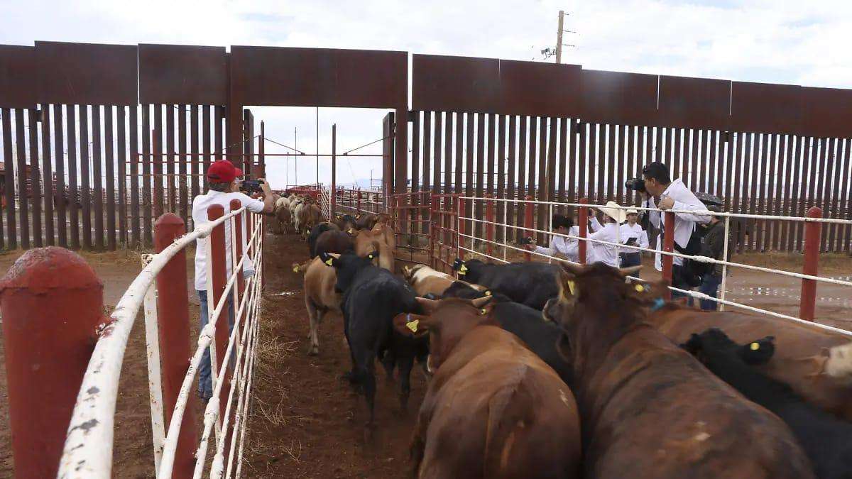 Celebran ganaderos cruce de más de mil cabezas a EU
