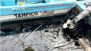 Alertan pescadores por nueva mancha de hidrocarburo en el río Pánuco