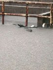 Desbordan lluvias calles y sacan cocodrilos en Tamaulipas