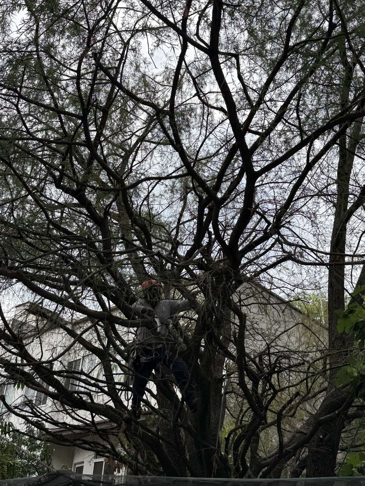 Alertan por avance del muérdago en árboles de Cdmx