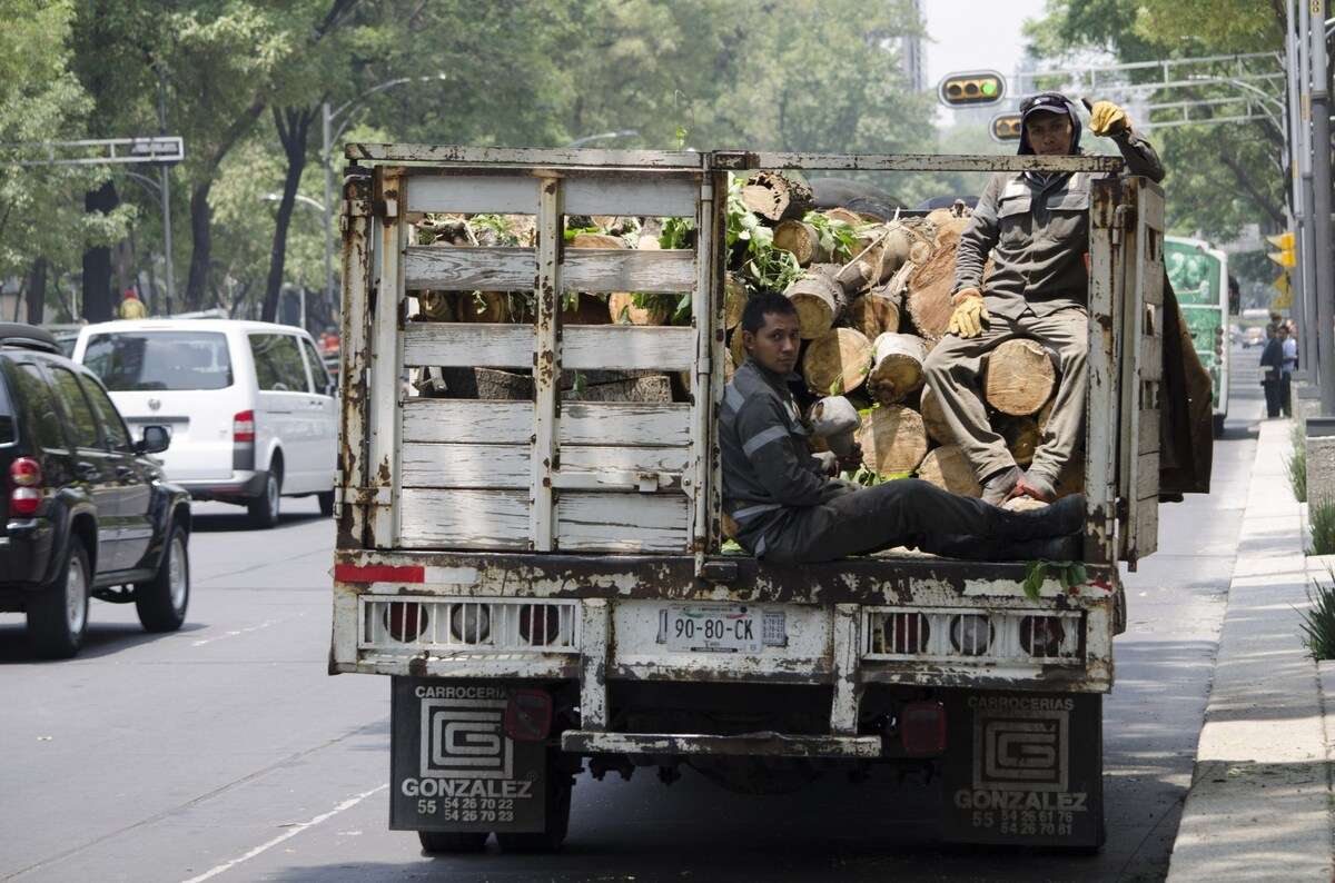 Alertan por avance del muérdago en árboles de Cdmx
