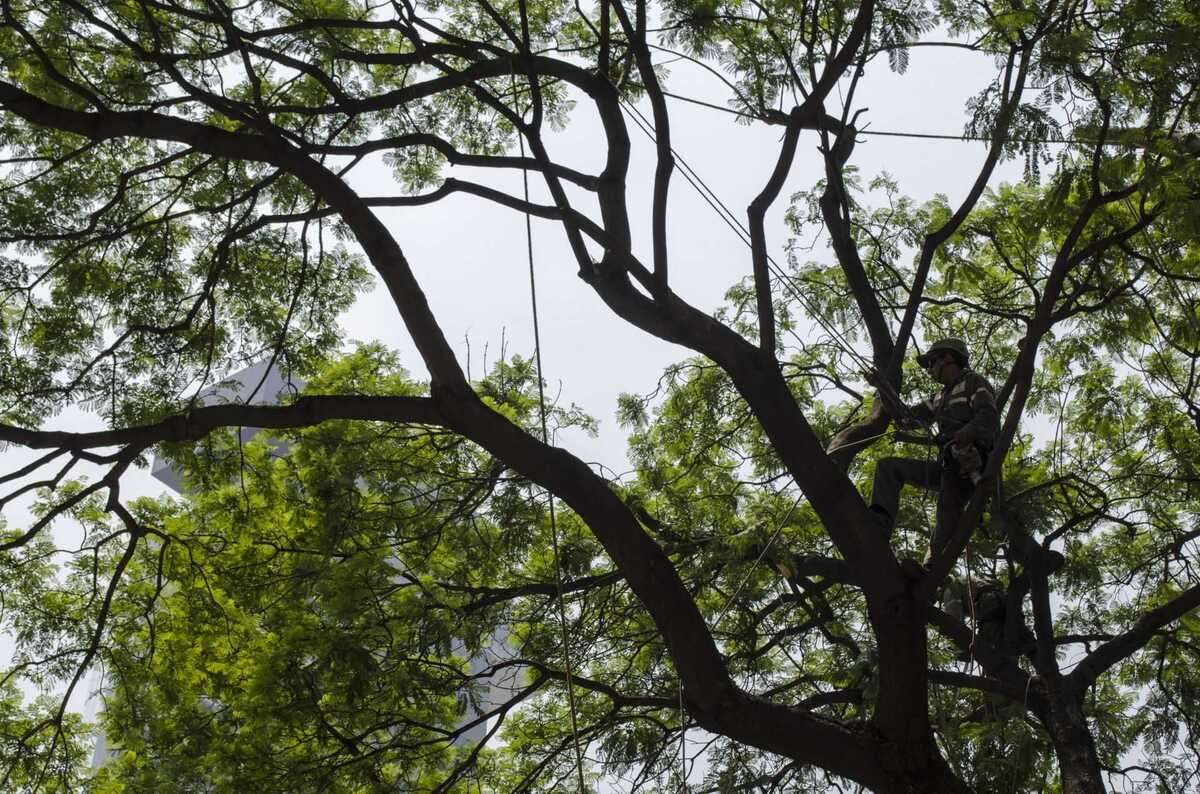 Alertan por avance del muérdago en árboles de Cdmx