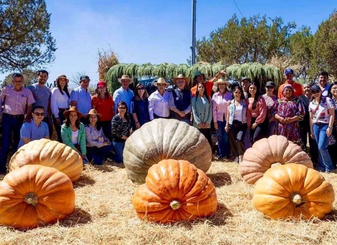 Rompe récord en Cuauhtémoc la calabaza más grande de México