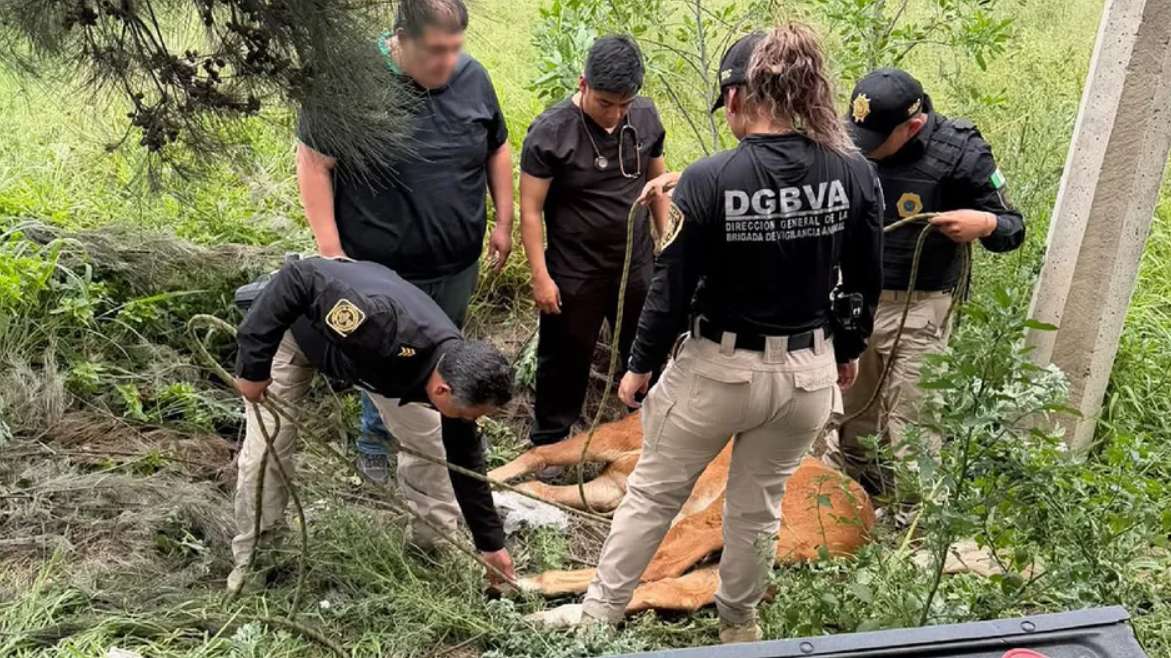 Rescatan a caballo atropellado en Tláhuac
