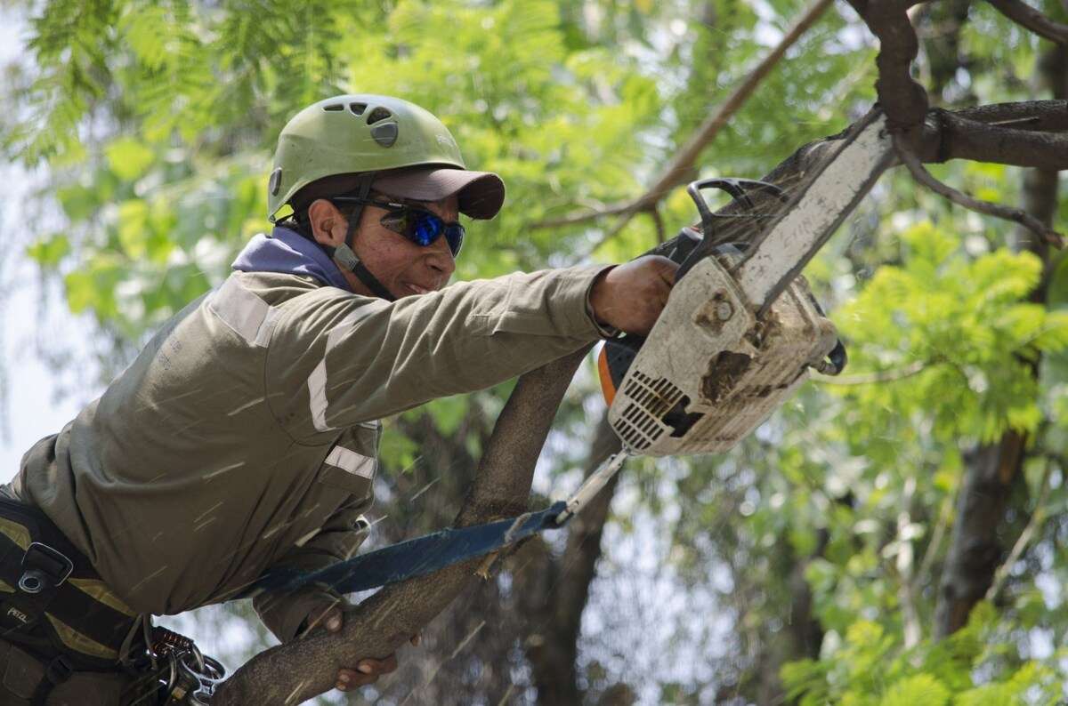 Alertan por avance del muérdago en árboles de Cdmx