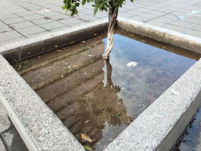 Favorecen lluvias proliferación de mosquitos; emiten recomendaciones 