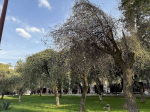 Alertan por avance del muérdago en árboles de Cdmx