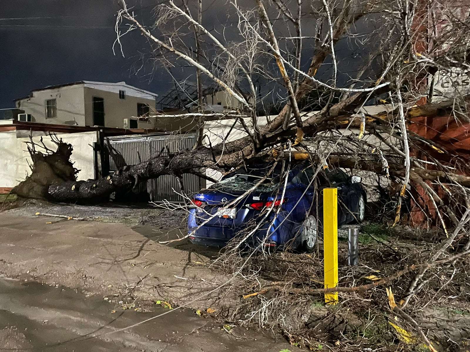 Destroza enorme árbol un auto tras venirse abajo en San Felipe