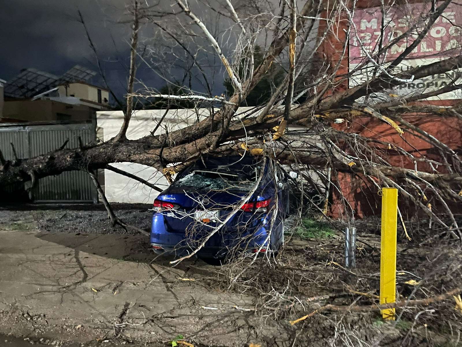 Destroza enorme árbol un auto tras venirse abajo en San Felipe