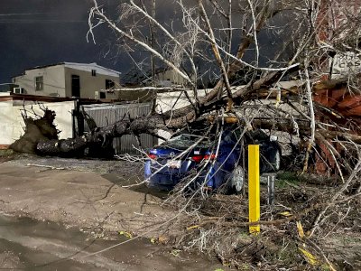 Destroza enorme árbol un auto tras venirse abajo en San Felipe 